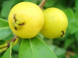 Strawberry guava yellow fruit  verity  plant