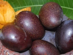 kasthuri Mango