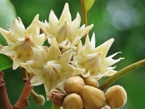 Magilam maram