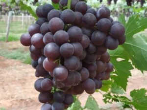 Paneer grapes