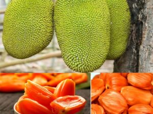 Dang surya red jackfruit