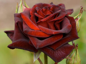 Black Magic Rose 8 inch pot