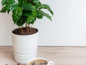 Coffee plant