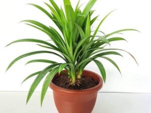 Pandan leaves