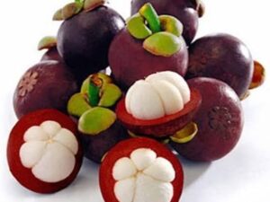 Mangosteen