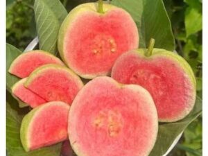 Red diamond gouva