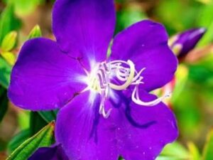 Melastoma violet