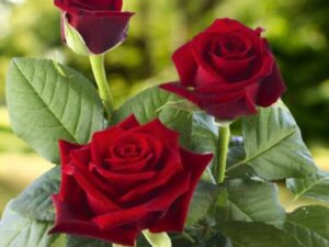 Ht red rose