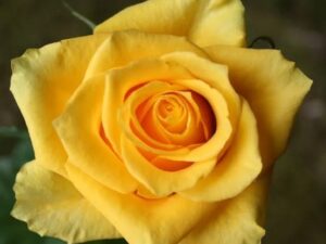 HT rose yellow