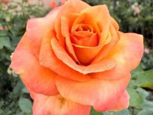 Ht orange kanagambaram rose