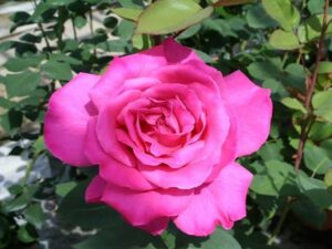 Ht rose pink