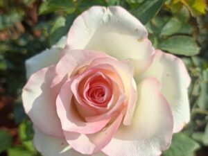 Ht rose ice cream rose