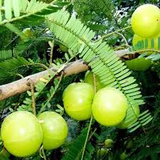 Amla Plant