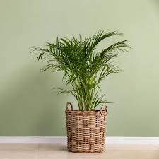 Mini arca palm