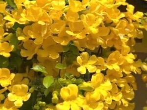 Cats claw creeper
