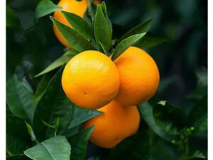 Manderin orange