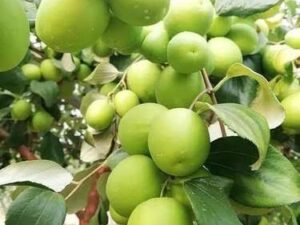 Apple ber green plant