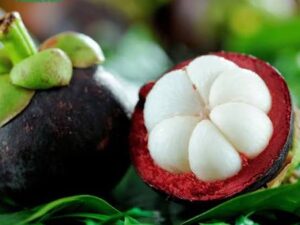 Mangosteen plant (2.5-3 feet)
