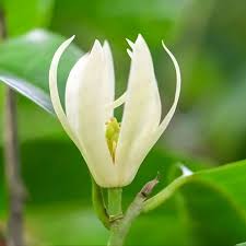 senbagam white
