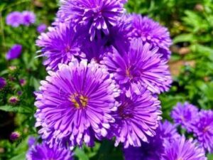 blue daisy plant