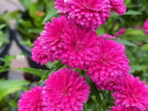 Dark  pink daisy plant
