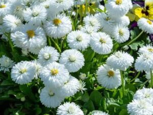 White daisy plant
