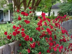 Red cascade rose