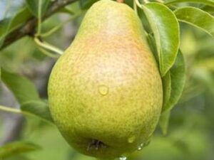 Pear plant