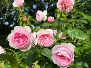 DA 30 Rose 8 inch Pot
