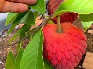 Red seetha plant