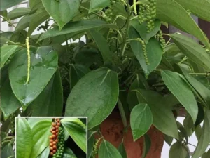 Bush pepper pot