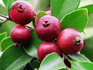 Strawberry guava red plant