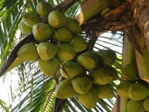Srilankan coconut plant
