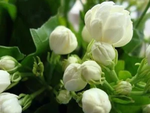 Gundu malli [single layer] plants Pot