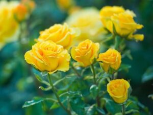 Star Yellow Rose 8 inch Pot