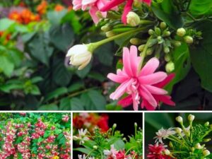 Rangoon creeper [ double petal plants]