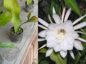 Bramakamalam Flower Plant (White )