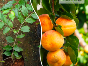 Apricot (Sheema Pazham) Fruit Plant