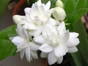 Arabian jashmin plant