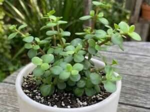 Jade plant