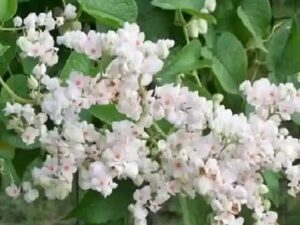 Mexian coral vine plant [pink or white any one]