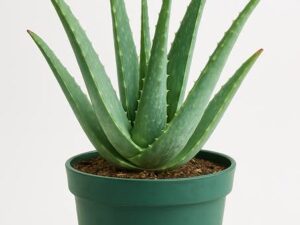 Alovara