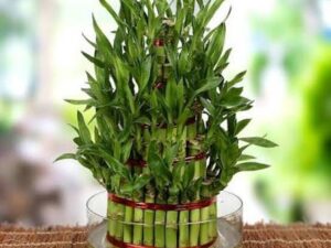Lucky bamboo 3 layers