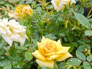 Mini yellow rose