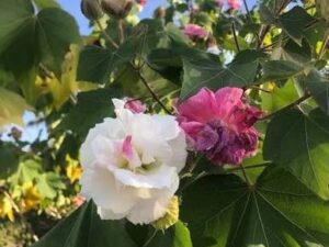 Changing rose