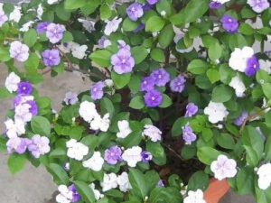 Today or tommorow /sunday monday flower plant