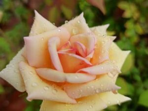 Sevendays rose mother