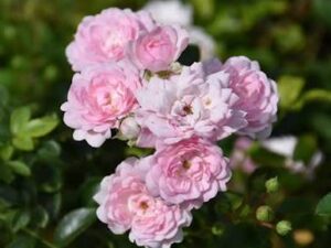 Baby freeze rose