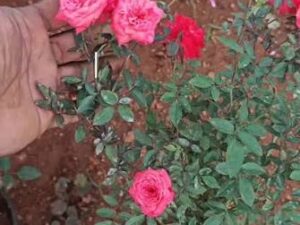 Miniature pearl orange rose
