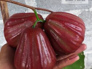 Dalhari Water Apple